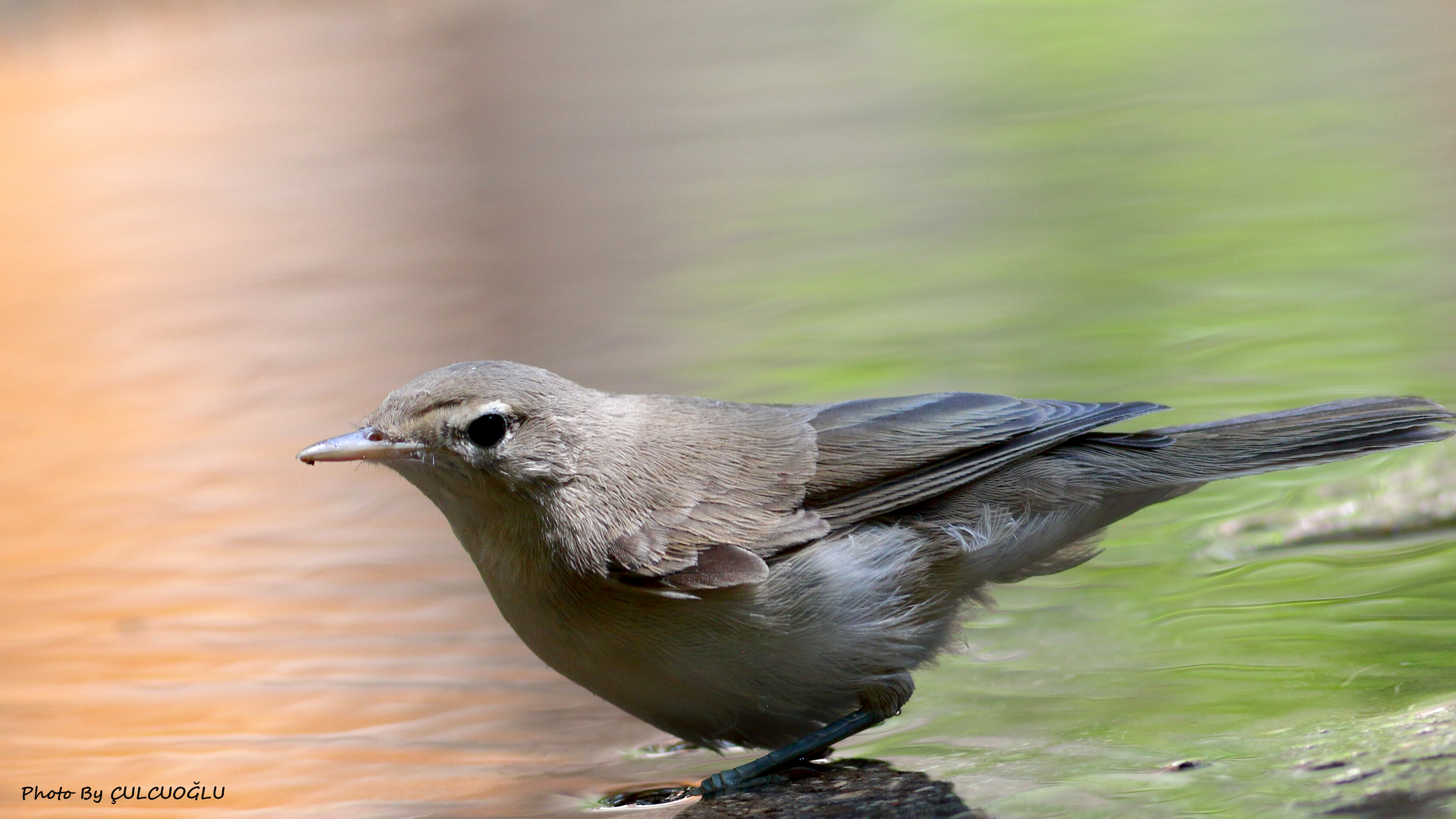 Eastern Olivaceous Warbler